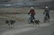 90 VTT chiens