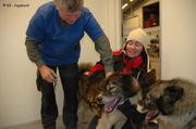 96 Vaccinations chiens