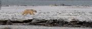 019 Un ours passe