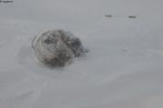 197 Imiaq en boule tempete