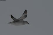 217 Fulmar