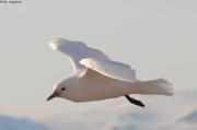 303 Mouette Ivoire en vol