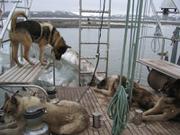 349 4 chiens sur le pont