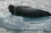 030 Barbu on ice