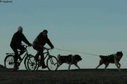 108 A velo avec les chiens