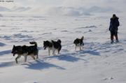 274 France ski chiens