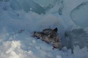 300 Zagrey repose au pied iceberg