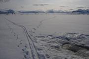 406 Chien skieur ours vers trou de phoque