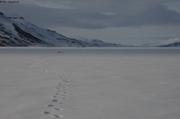407 Dans les pas de l ours vers phoques