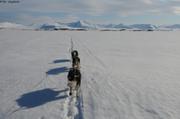 411 Ski chiens