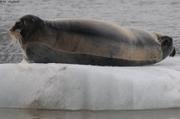 025 Phoque barbu Sefstrombreen 1