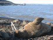 030 Morse Longyearbyen