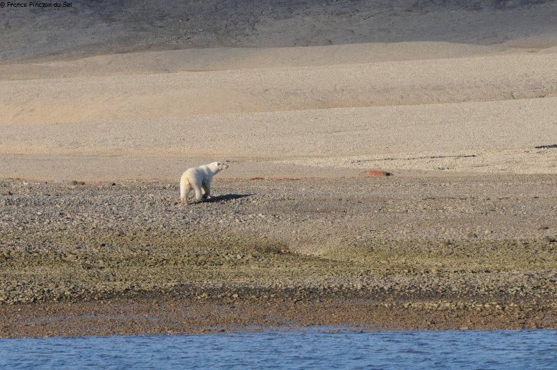 016 Ours baie de Woe