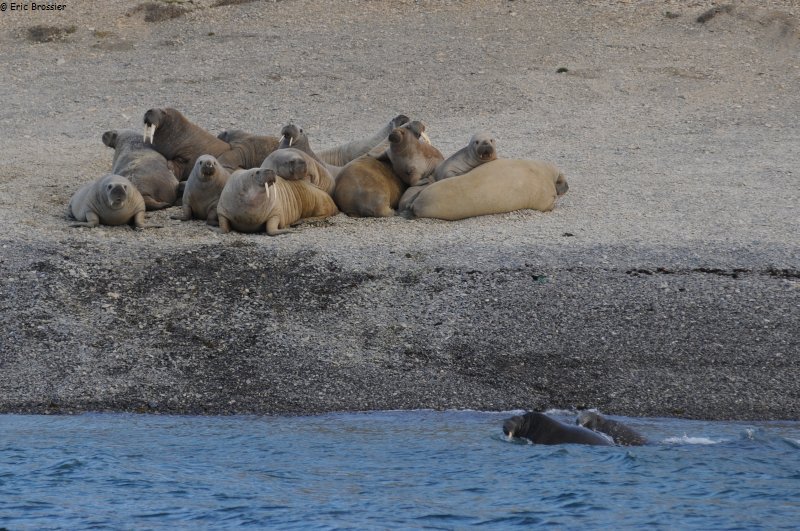022 Groupe de morses dans Walrus Fiord