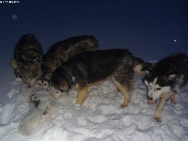 267 Les chiens attrapent un renard