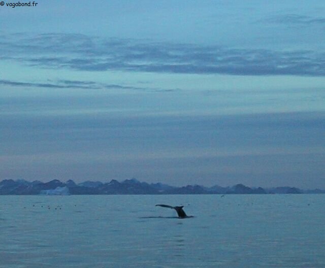 Baleine