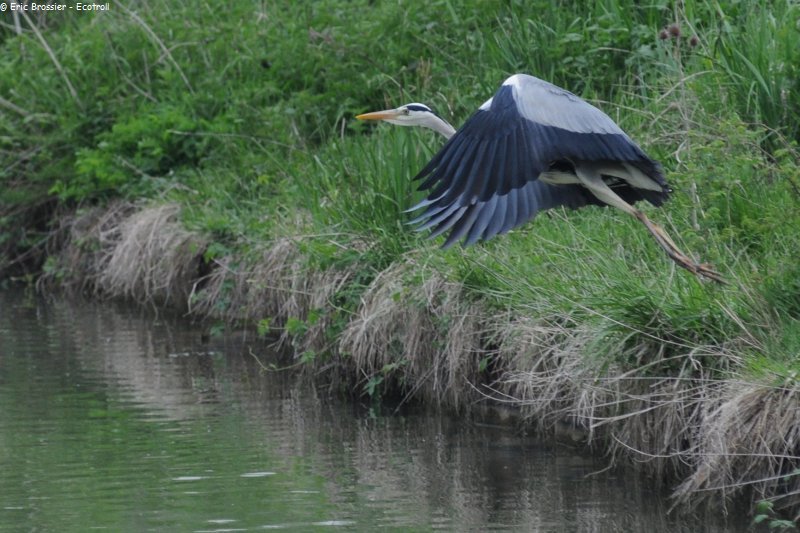 112 Beaucoup de herons