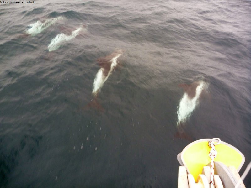 287 Quatre dauphins