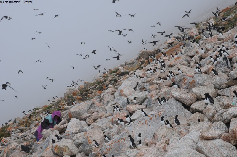 472 Petite colonie d un million d oiseaux
