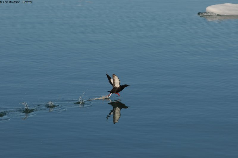 551 Guillemot miroir