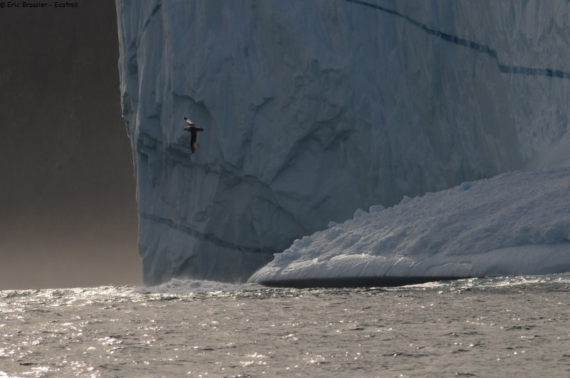 626 Iceberg Kap Brewster et fulmar