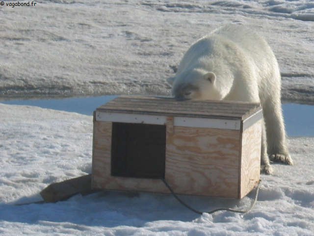 226 Jin se cache de l ours