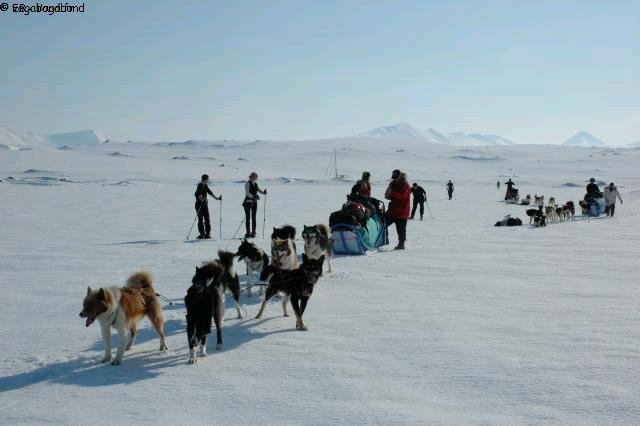 151 13 visiteurs et 24 chiens