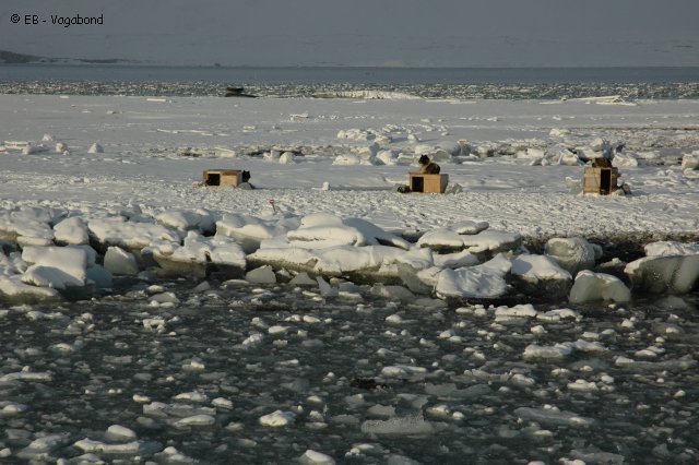 016 Chiens a terre