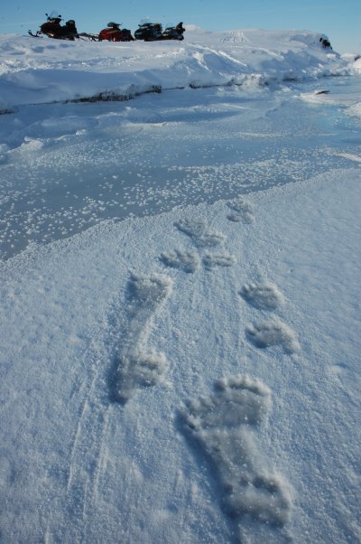 136 Traces ours et fleurs de glace