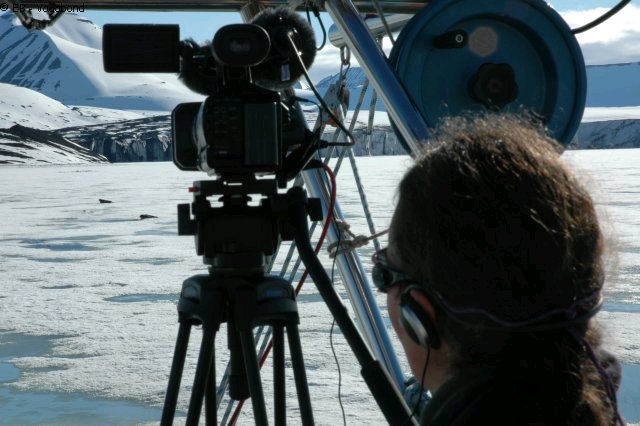 242 Filmer les phoques