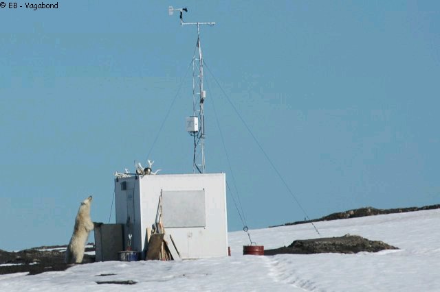 251 Ours et cabane