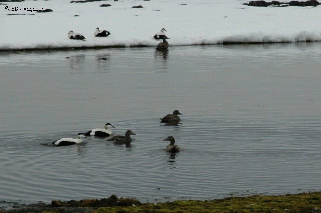 03 Eiders