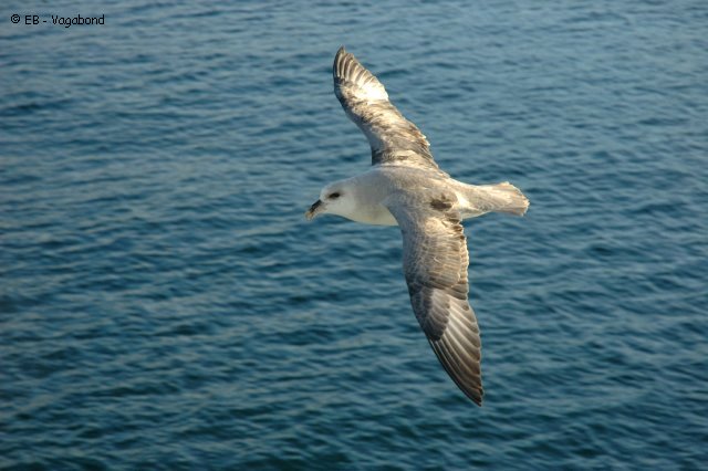 07 Fulmar