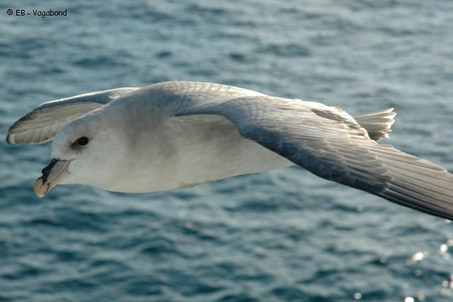 08 Fulmar2