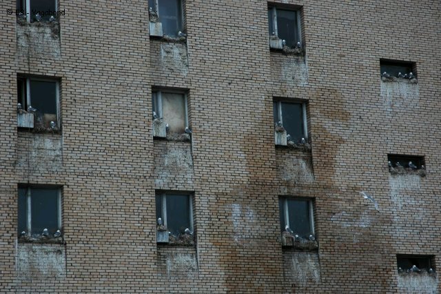 12 Colonie Tridactyles Pyramiden