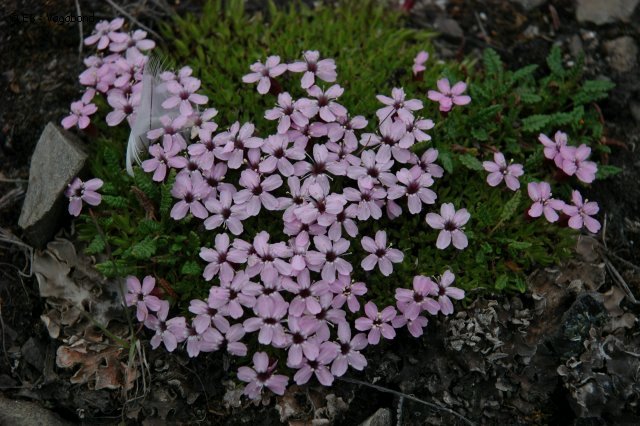 16 Fleurs