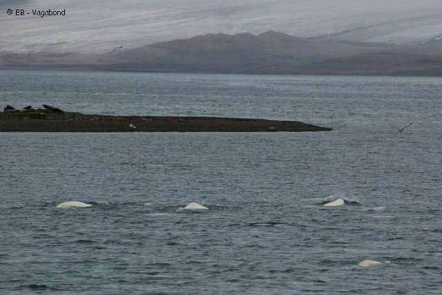 26 Belougas