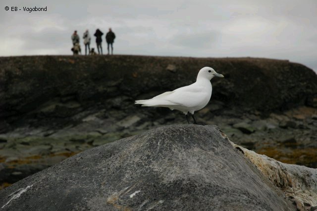 56 Mouette ivoire