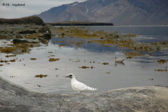 57 Jeune mouette ivoire