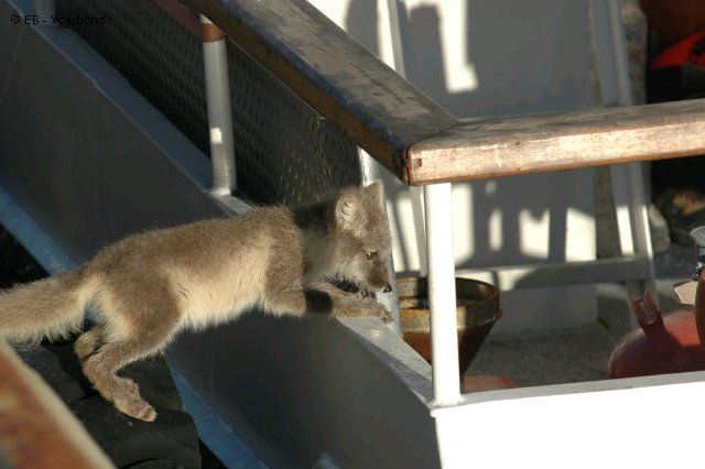 78 Renard curieux