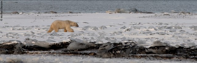 019 Un ours passe