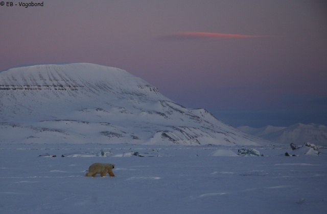 069 Ours crepuscule
