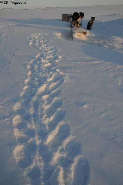 119 Apprendre a marcher dans la neige