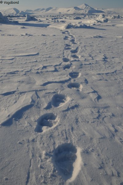 150 Traces d ours