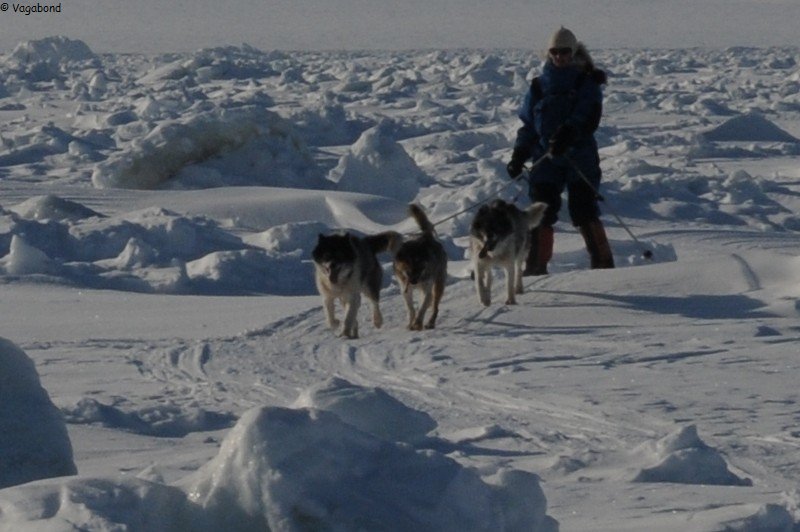 179 France chiens hummocks