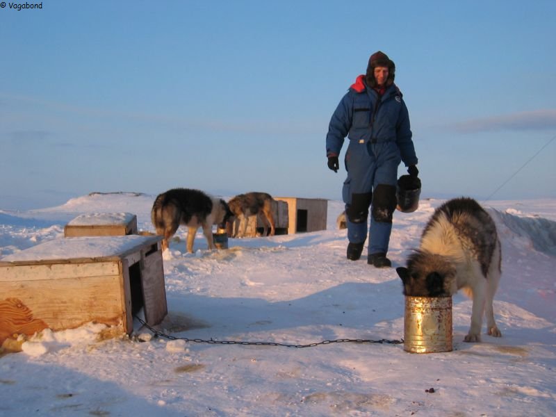 186 Repas des chiens