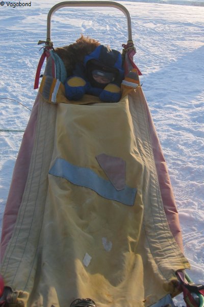 250 Leonie sieste traineau