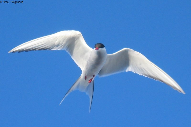 281 Sterne Arctique