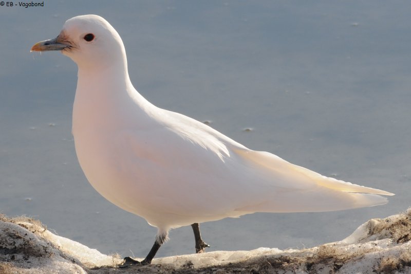 302 Mouette Ivoire