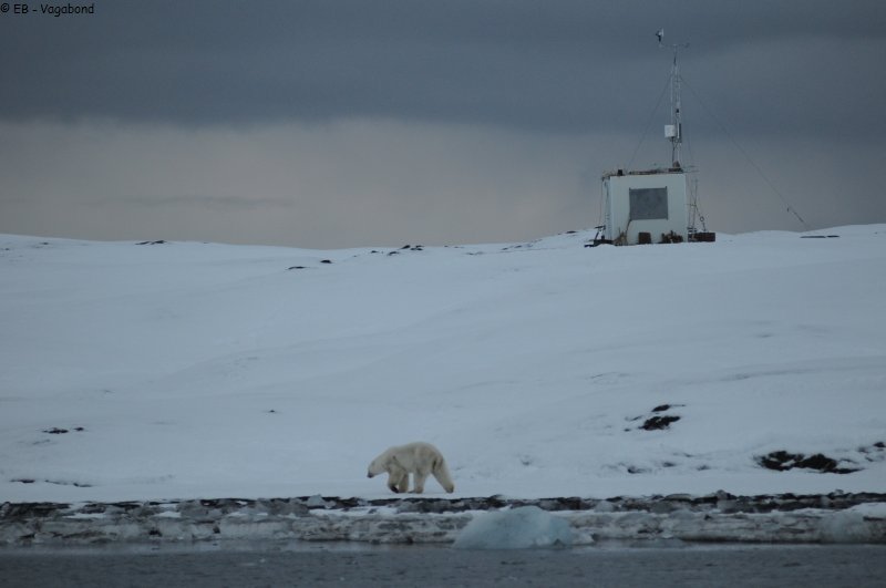 038 Un ours passe